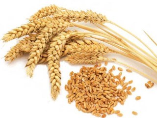 wheat-1267476